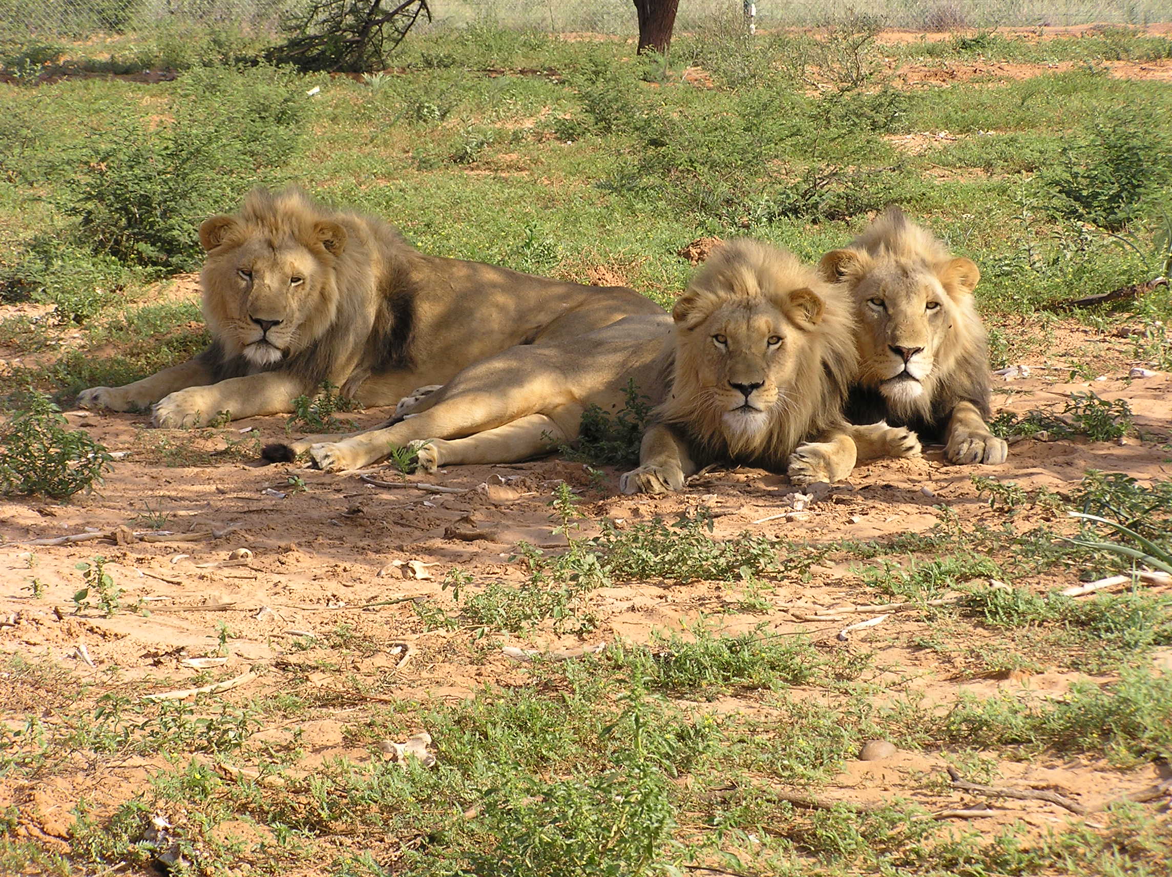 Lion Chasing Prey