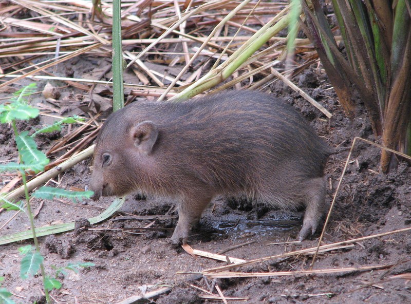 Pygmy Hog Pictures